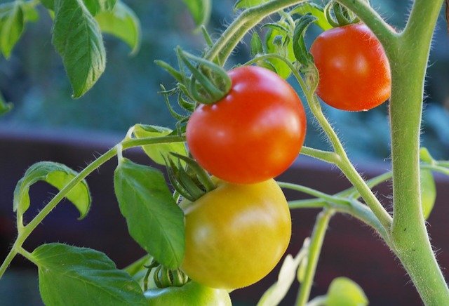 Tomate