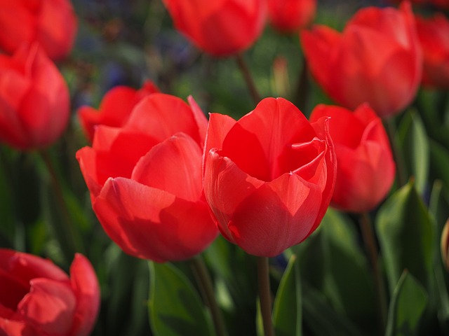 Tulipe