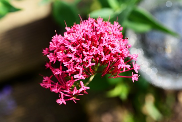 Valériane des jardins